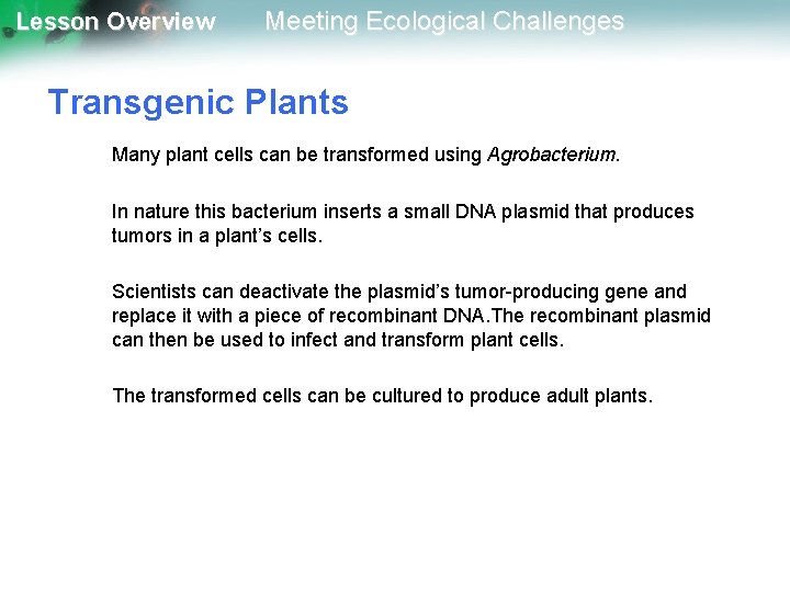 Lesson Overview Meeting Ecological Challenges Transgenic Plants Many plant cells can be transformed using