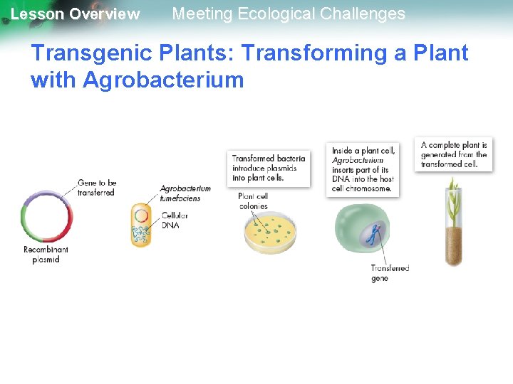 Lesson Overview Meeting Ecological Challenges Transgenic Plants: Transforming a Plant with Agrobacterium 
