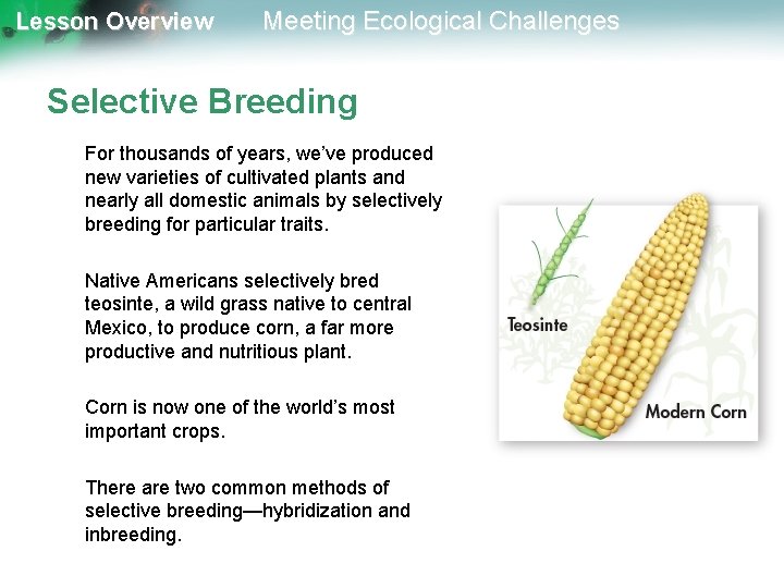 Lesson Overview Meeting Ecological Challenges Selective Breeding For thousands of years, we’ve produced new