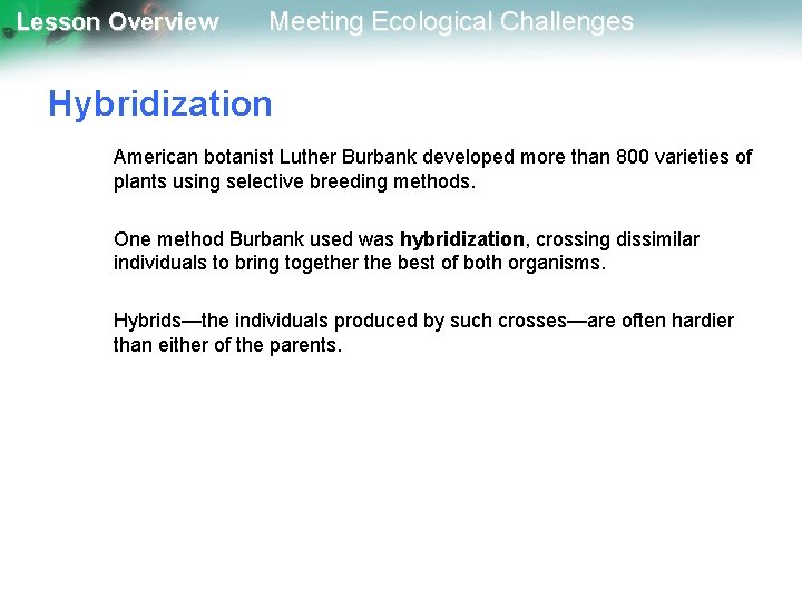 Lesson Overview Meeting Ecological Challenges Hybridization American botanist Luther Burbank developed more than 800