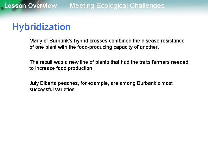 Lesson Overview Meeting Ecological Challenges Hybridization Many of Burbank’s hybrid crosses combined the disease