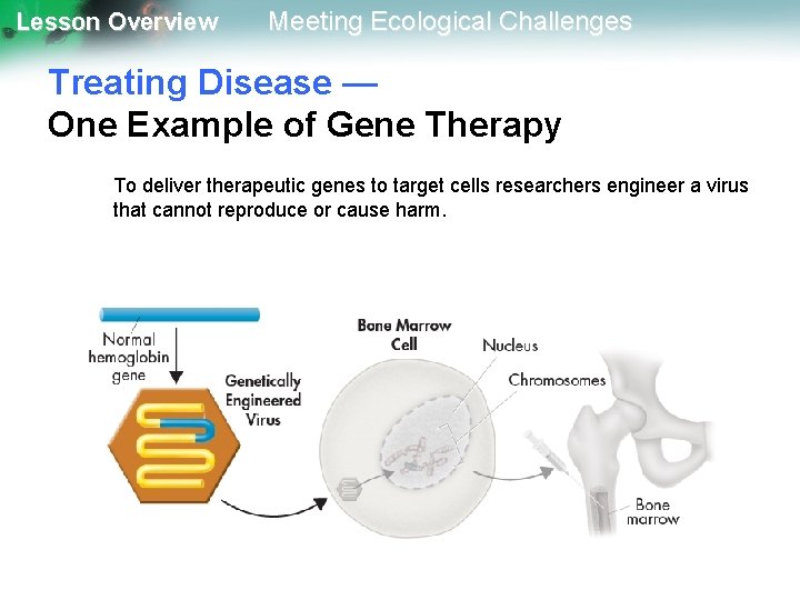 Lesson Overview Meeting Ecological Challenges Treating Disease — One Example of Gene Therapy To