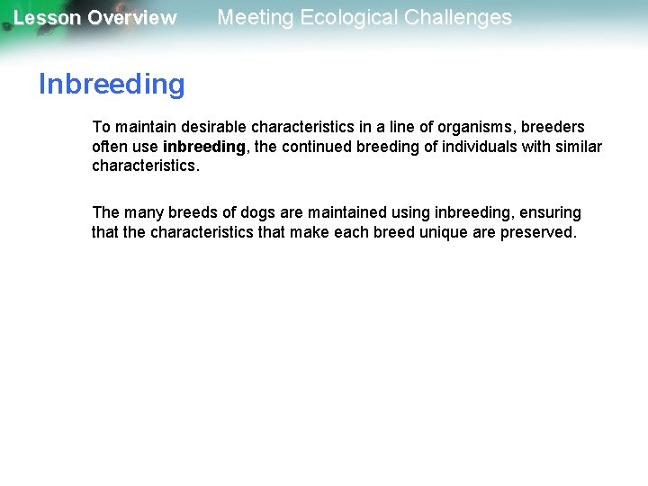 Lesson Overview Meeting Ecological Challenges Inbreeding To maintain desirable characteristics in a line of