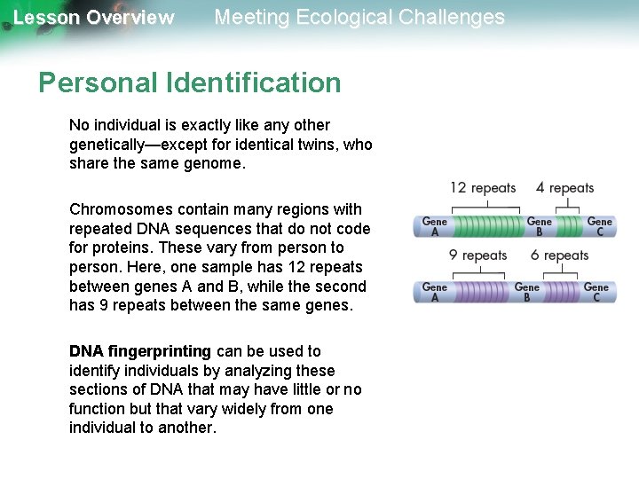 Lesson Overview Meeting Ecological Challenges Personal Identification No individual is exactly like any other