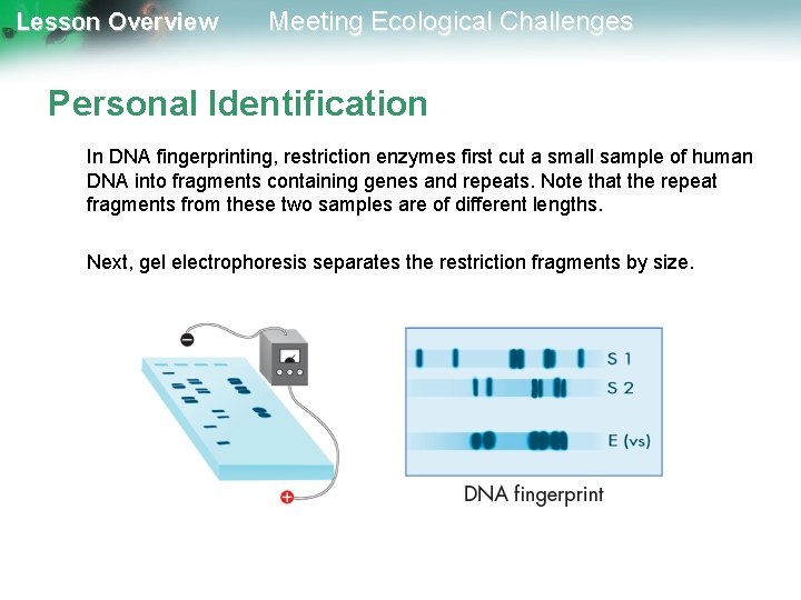 Lesson Overview Meeting Ecological Challenges Personal Identification In DNA fingerprinting, restriction enzymes first cut