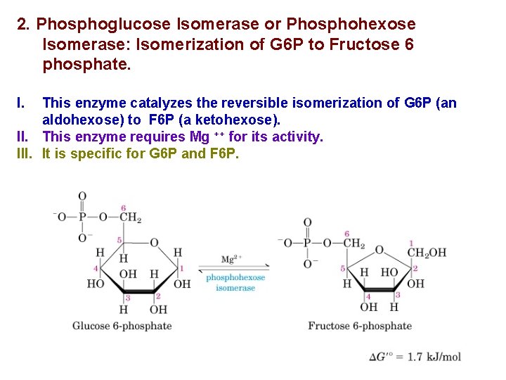 2. Phosphoglucose Isomerase or Phosphohexose Isomerase: Isomerization of G 6 P to Fructose 6