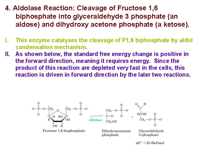 4. Aldolase Reaction: Cleavage of Fructose 1, 6 biphosphate into glyceraldehyde 3 phosphate (an