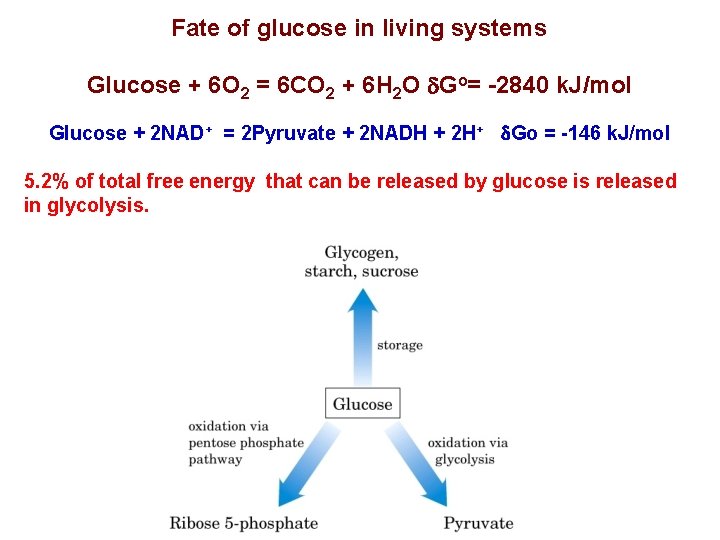 Fate of glucose in living systems Glucose + 6 O 2 = 6 CO