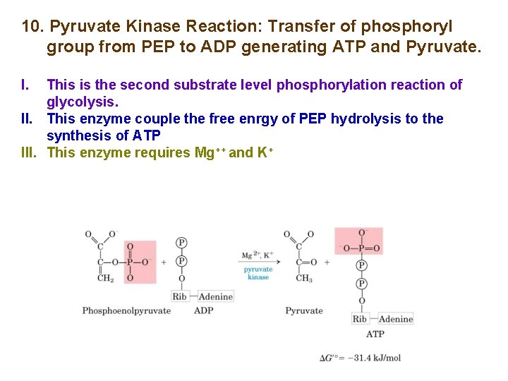 10. Pyruvate Kinase Reaction: Transfer of phosphoryl group from PEP to ADP generating ATP