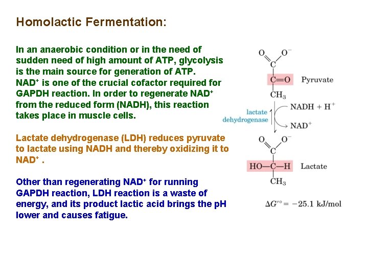 Homolactic Fermentation: In an anaerobic condition or in the need of sudden need of