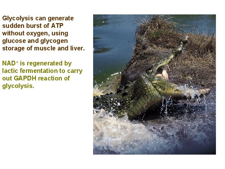 Glycolysis can generate sudden burst of ATP without oxygen, using glucose and glycogen storage