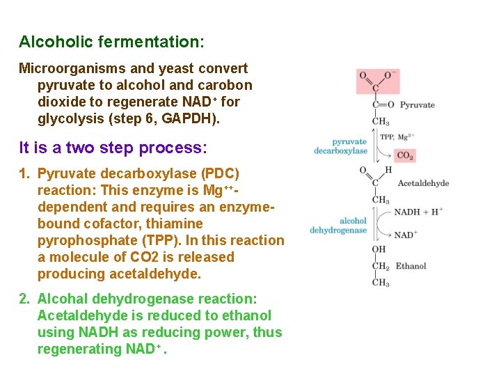 Alcoholic fermentation: Microorganisms and yeast convert pyruvate to alcohol and carobon dioxide to regenerate