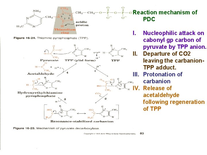 Reaction mechanism of PDC I. Nucleophilic attack on cabonyl gp carbon of pyruvate by