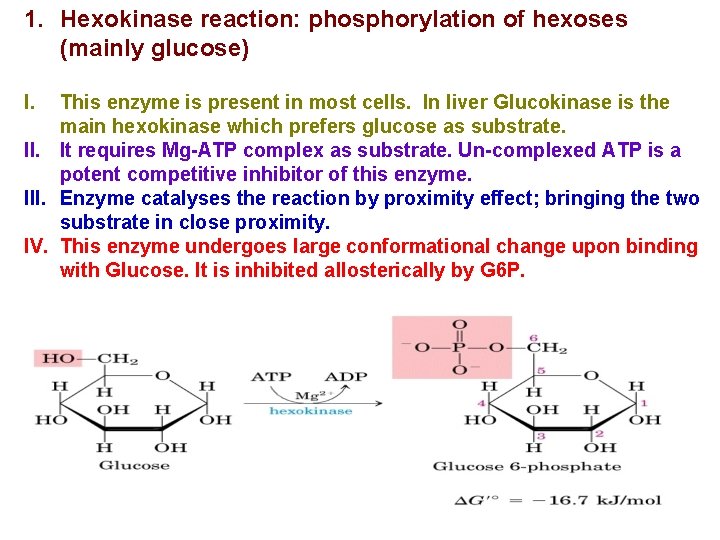 1. Hexokinase reaction: phosphorylation of hexoses (mainly glucose) I. This enzyme is present in