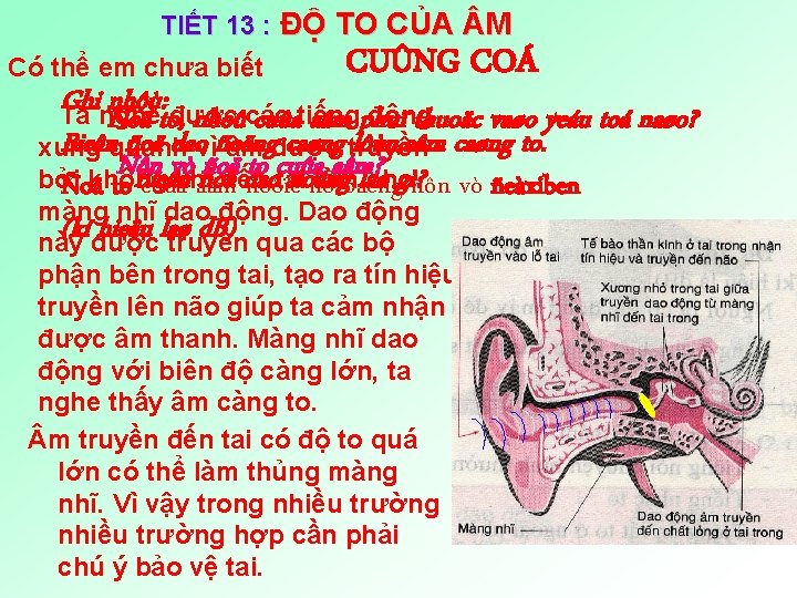 TIẾT 13 : ĐỘ TO CỦA M Có thể em chưa biết CUÛNG COÁ