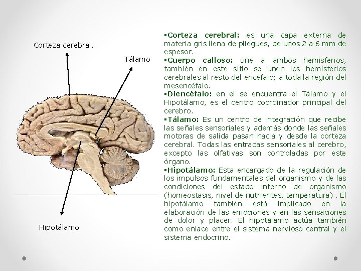 Corteza cerebral. Tálamo Hipotálamo §Corteza cerebral: es una capa externa de materia gris llena