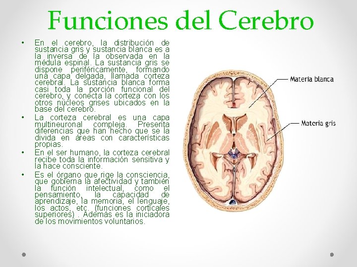  • • Funciones del Cerebro En el cerebro, la distribución de sustancia gris