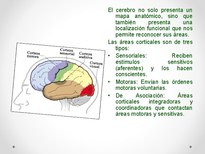 El cerebro no solo presenta un mapa anatómico, sino que también presenta una localización