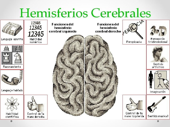 Hemisferios Cerebrales 