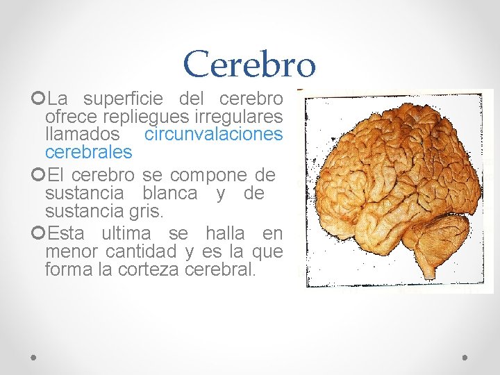 Cerebro La superficie del cerebro ofrece repliegues irregulares llamados circunvalaciones cerebrales El cerebro se