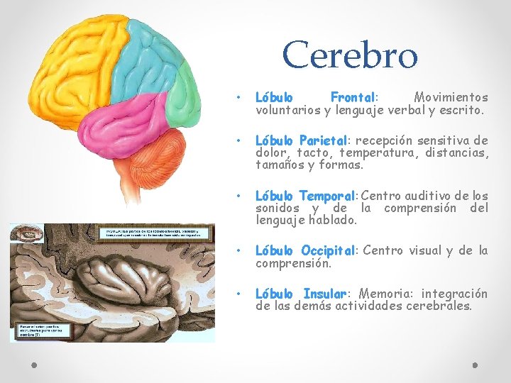 Cerebro • Lóbulo Frontal: Movimientos voluntarios y lenguaje verbal y escrito. • Lóbulo Parietal: