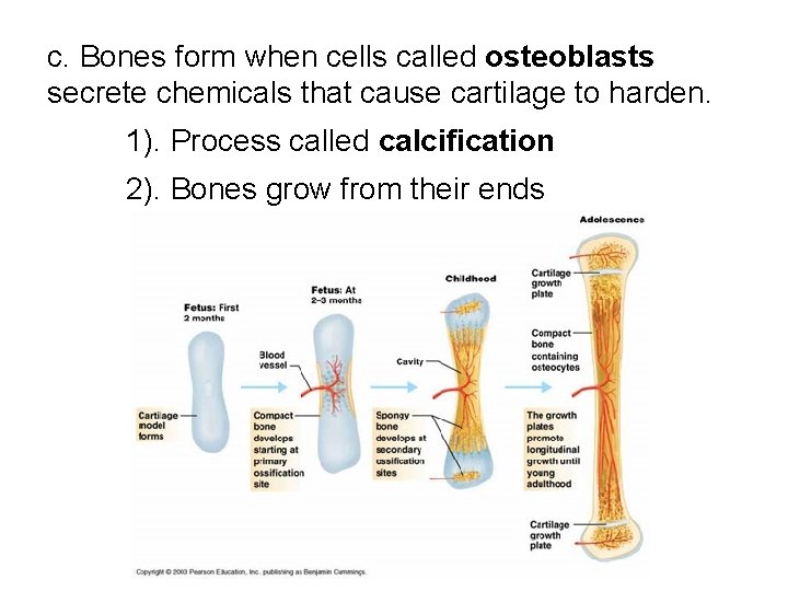 c. Bones form when cells called osteoblasts secrete chemicals that cause cartilage to harden. c. Bones form when cells called osteoblasts secrete chemicals that cause cartilage to harden.
