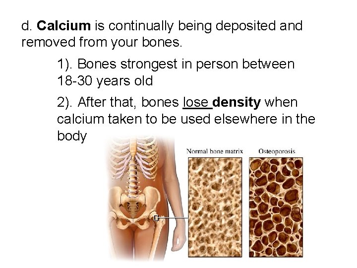 d. Calcium is continually being deposited and removed from your bones. 1). Bones strongest d. Calcium is continually being deposited and removed from your bones. 1). Bones strongest