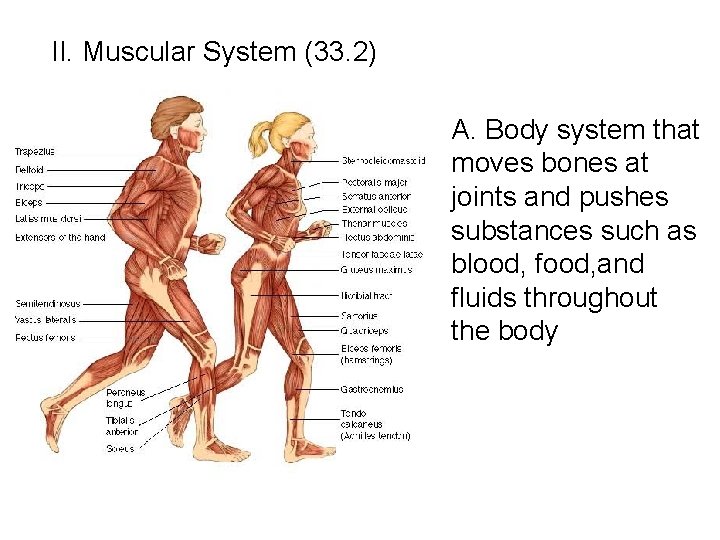 II. Muscular System (33. 2) A. Body system that moves bones at joints II. Muscular System (33. 2) A. Body system that moves bones at joints