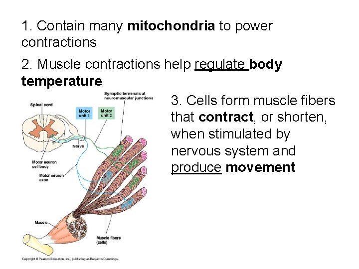 1. Contain many mitochondria to power contractions 2. Muscle contractions help regulate body temperature 1. Contain many mitochondria to power contractions 2. Muscle contractions help regulate body temperature