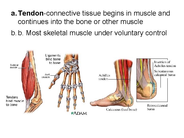 a. Tendon-connective tissue begins in muscle and continues into the bone or other muscle a. Tendon-connective tissue begins in muscle and continues into the bone or other muscle