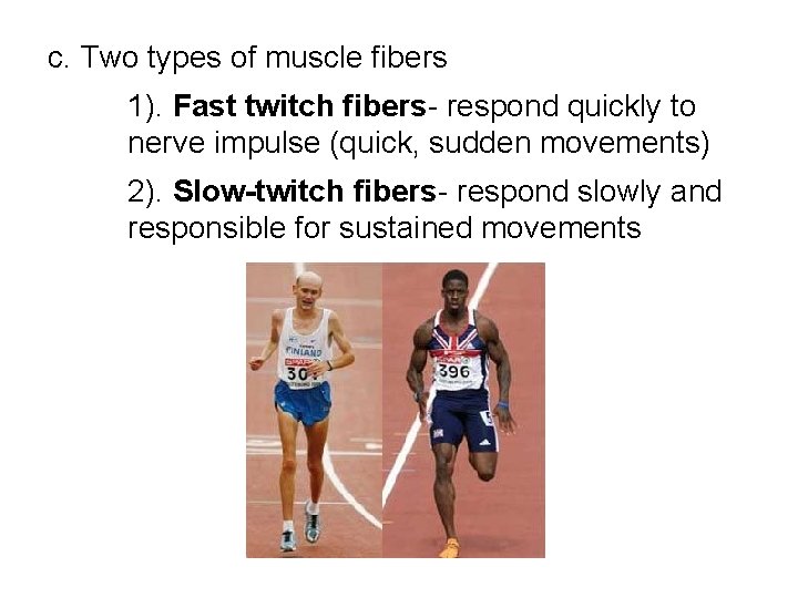 c. Two types of muscle fibers 1). Fast twitch fibers- respond quickly to nerve c. Two types of muscle fibers 1). Fast twitch fibers- respond quickly to nerve