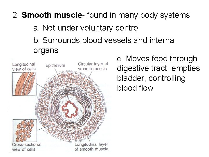 2. Smooth muscle- found in many body systems a. Not under voluntary control b. 2. Smooth muscle- found in many body systems a. Not under voluntary control b.