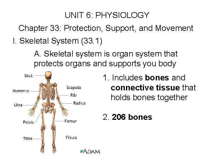 UNIT 6: PHYSIOLOGY Chapter 33: Protection, Support, and Movement I. Skeletal System (33. UNIT 6: PHYSIOLOGY Chapter 33: Protection, Support, and Movement I. Skeletal System (33.
