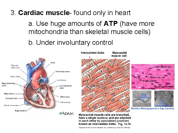 3. Cardiac muscle- found only in heart a. Use huge amounts of ATP (have 3. Cardiac muscle- found only in heart a. Use huge amounts of ATP (have