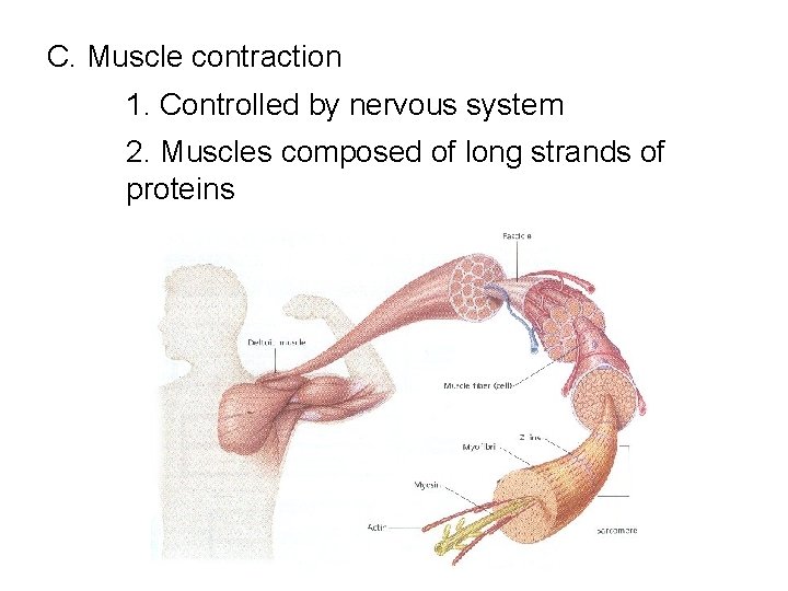 C. Muscle contraction 1. Controlled by nervous system 2. Muscles composed of long strands C. Muscle contraction 1. Controlled by nervous system 2. Muscles composed of long strands