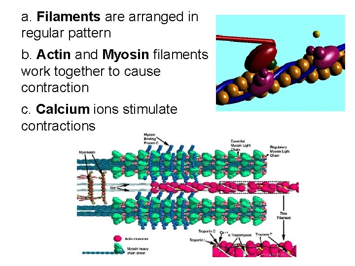 a. Filaments are arranged in regular pattern b. Actin and Myosin filaments work together a. Filaments are arranged in regular pattern b. Actin and Myosin filaments work together