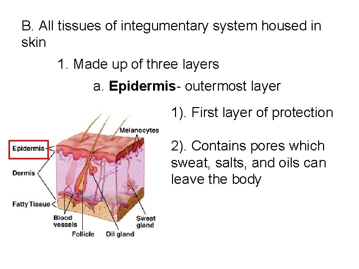 B. All tissues of integumentary system housed in skin 1. Made up of three B. All tissues of integumentary system housed in skin 1. Made up of three