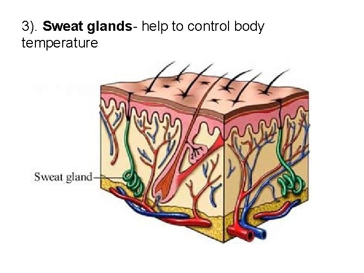 3). Sweat glands- help to control body temperature 3). Sweat glands- help to control body temperature