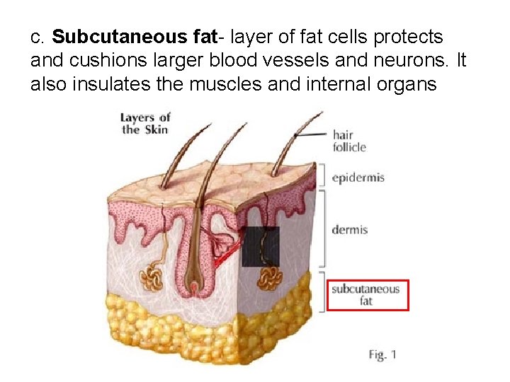 c. Subcutaneous fat- layer of fat cells protects and cushions larger blood vessels and c. Subcutaneous fat- layer of fat cells protects and cushions larger blood vessels and