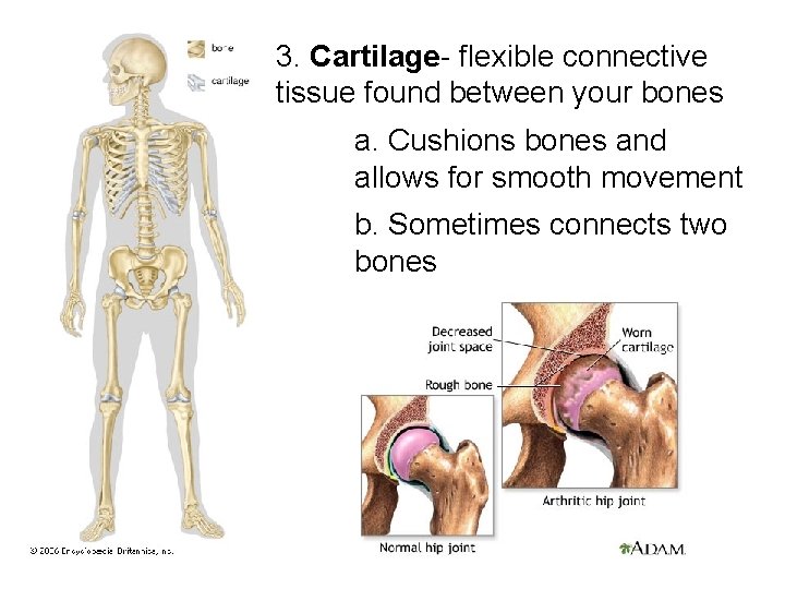 3. Cartilage- flexible connective tissue found between your bones a. Cushions bones and allows 3. Cartilage- flexible connective tissue found between your bones a. Cushions bones and allows