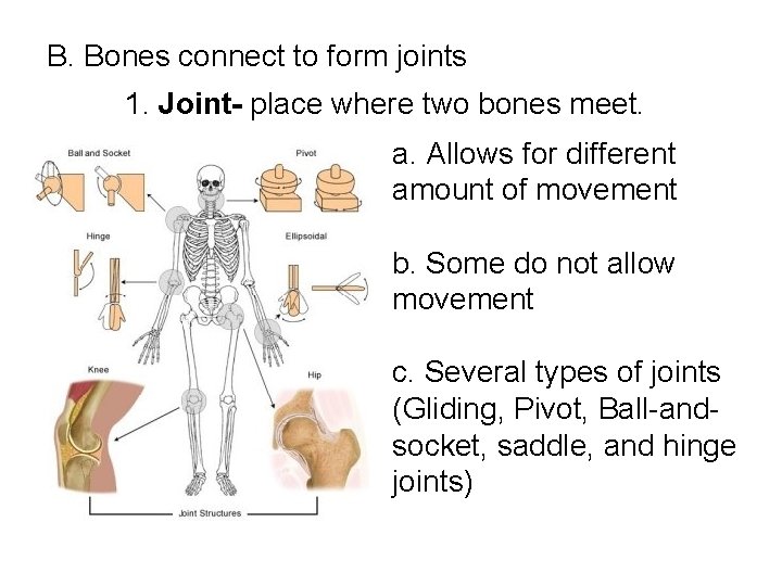 B. Bones connect to form joints 1. Joint- place where two bones meet. a. B. Bones connect to form joints 1. Joint- place where two bones meet. a.