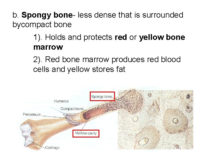 b. Spongy bone- less dense that is surrounded bycompact bone 1). Holds and protects b. Spongy bone- less dense that is surrounded bycompact bone 1). Holds and protects