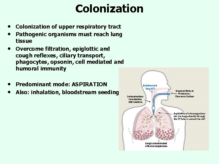 Colonization • • • Colonization of upper respiratory tract Pathogenic organisms must reach lung Colonization • • • Colonization of upper respiratory tract Pathogenic organisms must reach lung