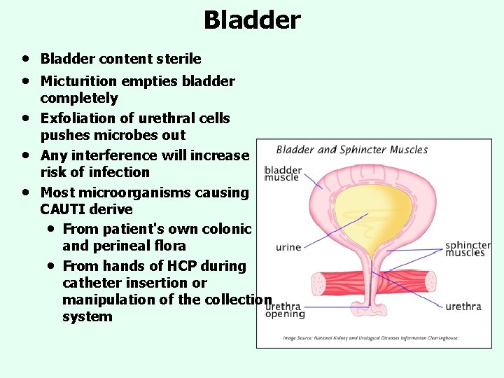 Bladder • • • Bladder content sterile Micturition empties bladder completely Exfoliation of urethral Bladder • • • Bladder content sterile Micturition empties bladder completely Exfoliation of urethral