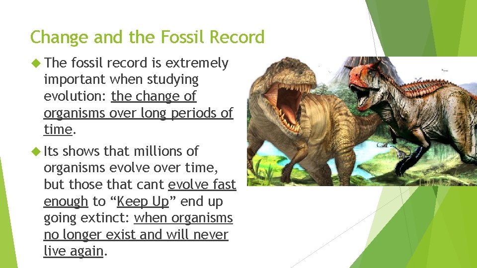 Change and the Fossil Record The fossil record is extremely important when studying evolution: