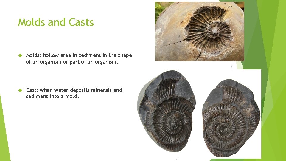 Molds and Casts Molds: hollow area in sediment in the shape of an organism