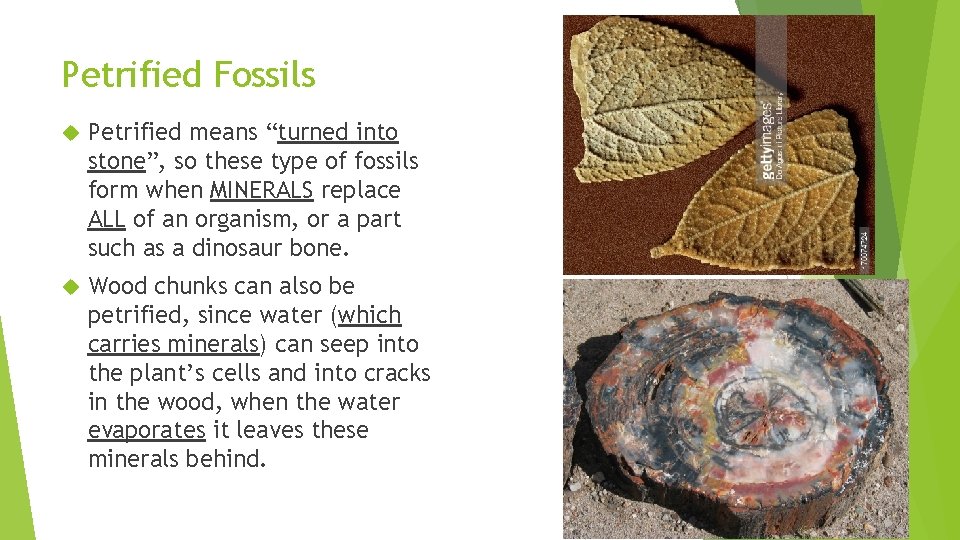 Petrified Fossils Petrified means “turned into stone”, so these type of fossils form when