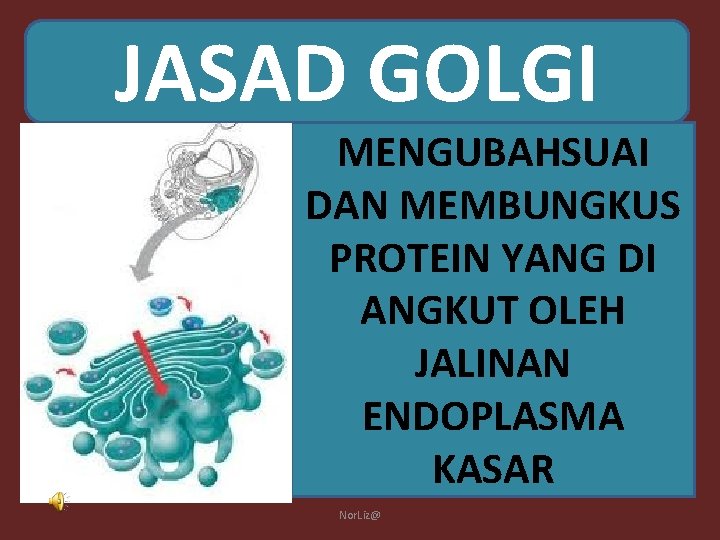 JASAD GOLGI MENGUBAHSUAI DAN MEMBUNGKUS PROTEIN YANG DI ANGKUT OLEH JALINAN ENDOPLASMA KASAR Nor.