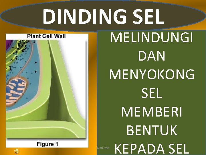 DINDING SEL MELINDUNGI DAN MENYOKONG SEL MEMBERI BENTUK KEPADA SEL Nor. Liz@ 