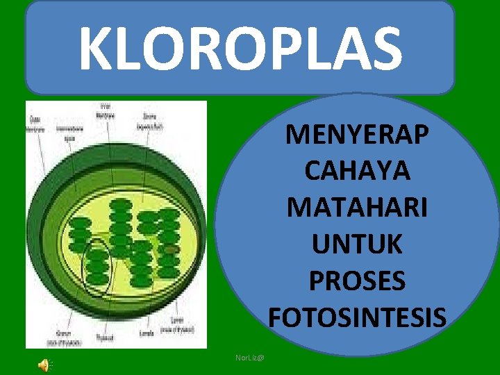 KLOROPLAS MENYERAP CAHAYA MATAHARI UNTUK PROSES FOTOSINTESIS Nor. Liz@ 